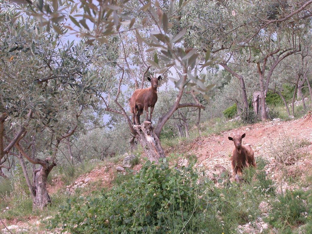 Agriturismo Istrice Innamorato Campello sul Clitunno Eksteriør billede