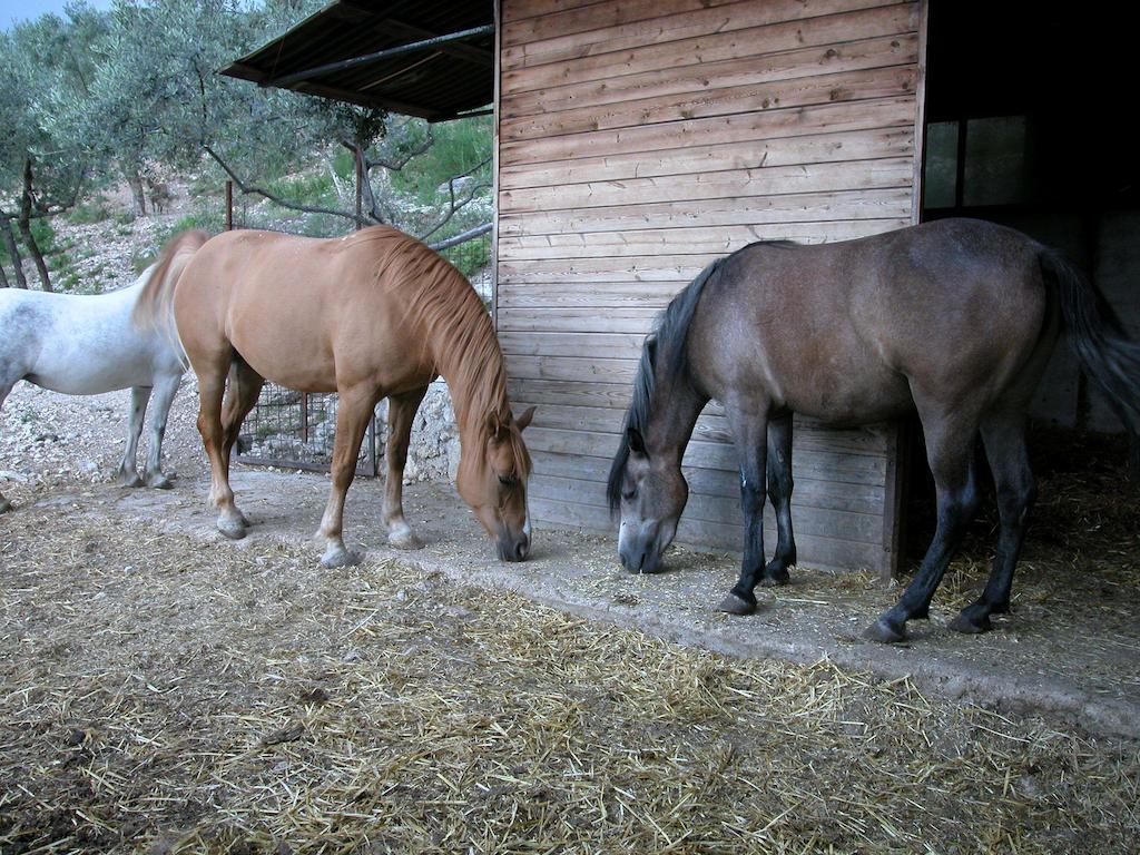 Agriturismo Istrice Innamorato Campello sul Clitunno Eksteriør billede